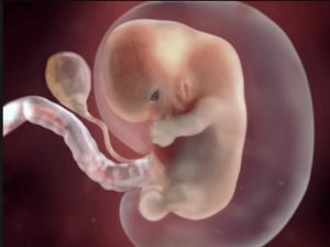 الجنين في الشهر الثالث من الحمل