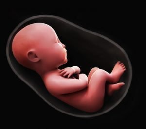 الجنين خلال الثلث الثالث من الحمل