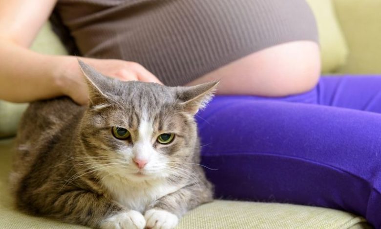 مرض القطط للحامل وكيفية الوقاية مرض القطط وما هي طرق العلاج