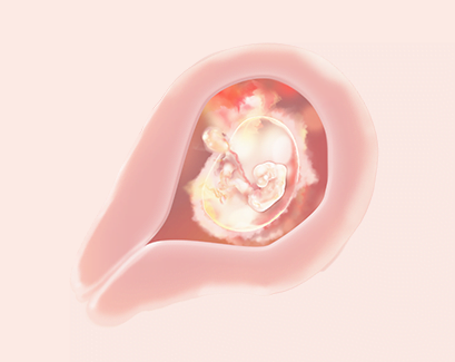 تطور الجنين في الشهر الثاني من الحمل
